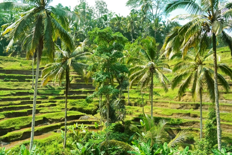 a group of palm trees on the side of a grassy hill