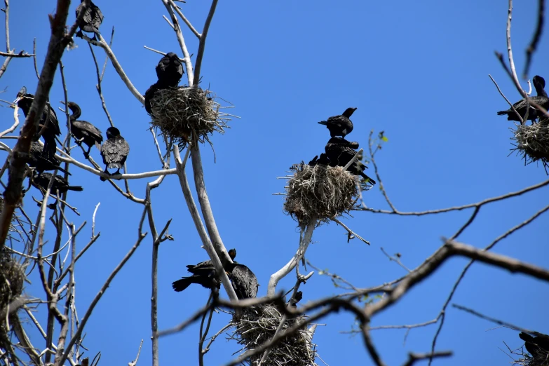 this is several birds in the middle of a tree