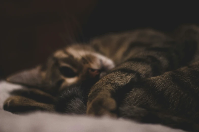 a close up s of a dog snuggling with his head on his paw