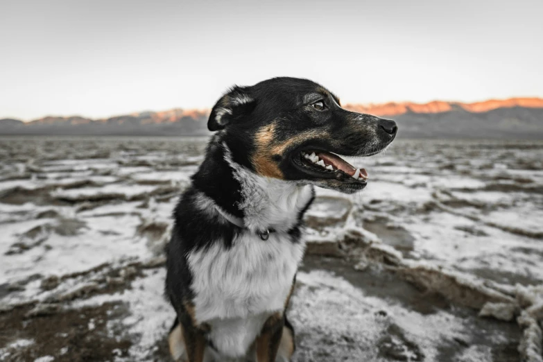 a dog sits in the snow, with its tongue out