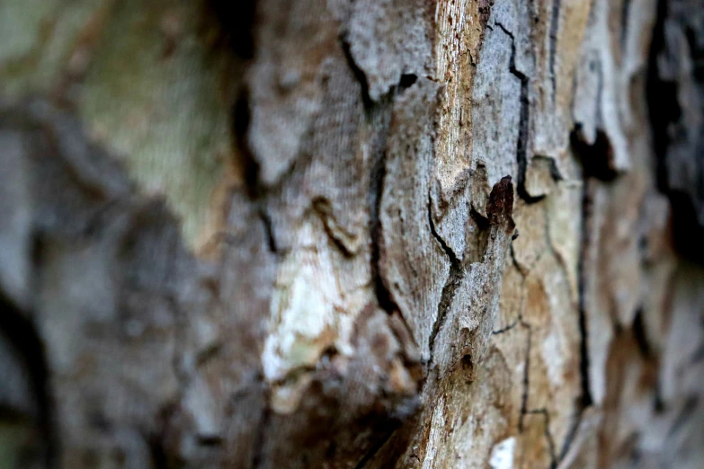 closeup of a tree showing the bark