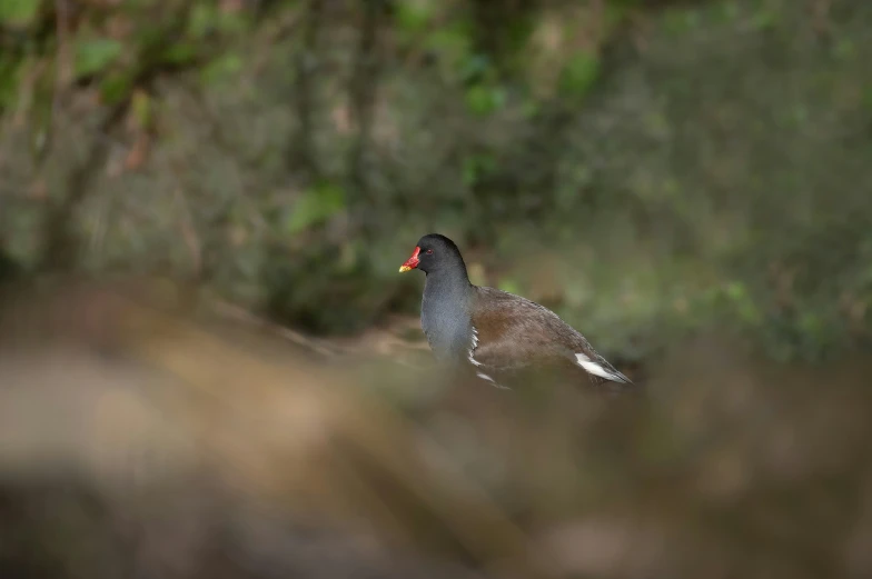 a bird that is standing in the dirt