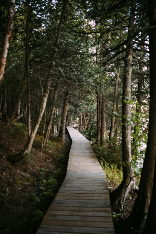 a path in the middle of a forest with tall trees