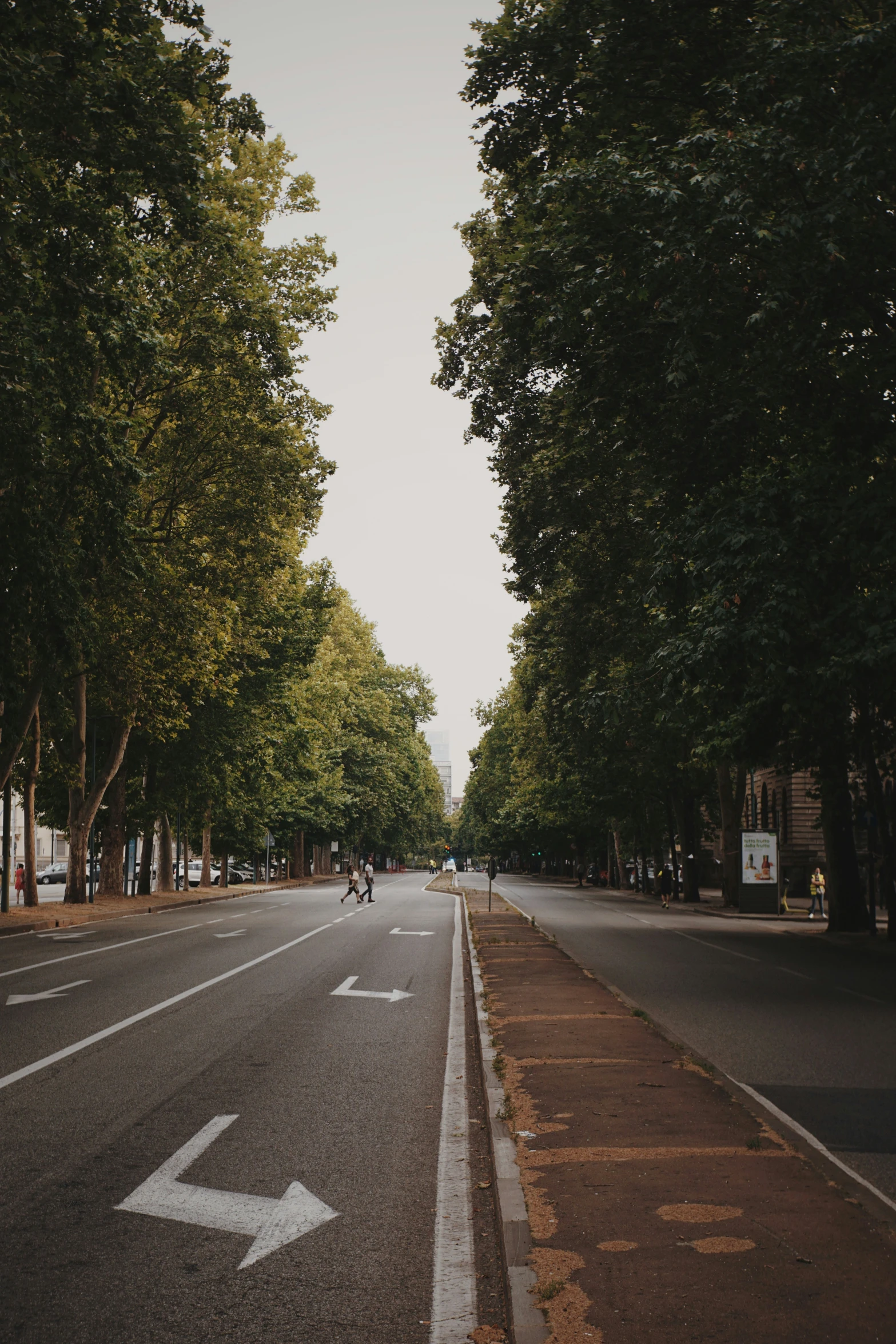 people riding bikes on a tree lined street