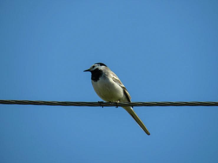 there is a bird that is sitting on a wire