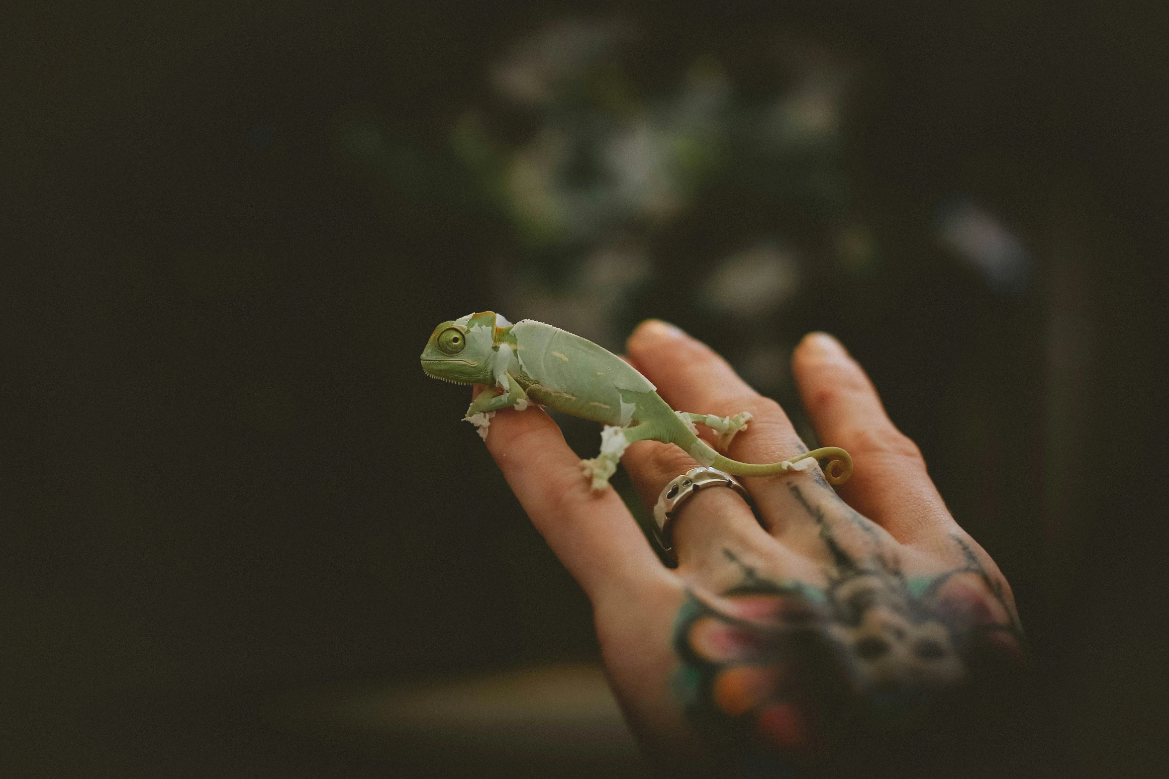 an animal that is sitting on a person's hand