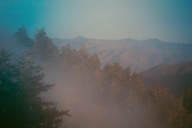 a forest with mountains behind and fog in the air