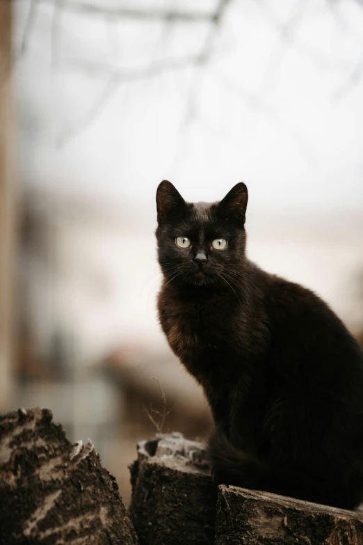 the cat is standing on top of a piece of tree stump