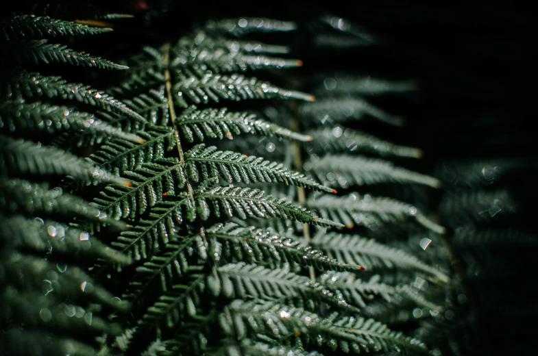 closeup po of green leaves that have gone from tree nches