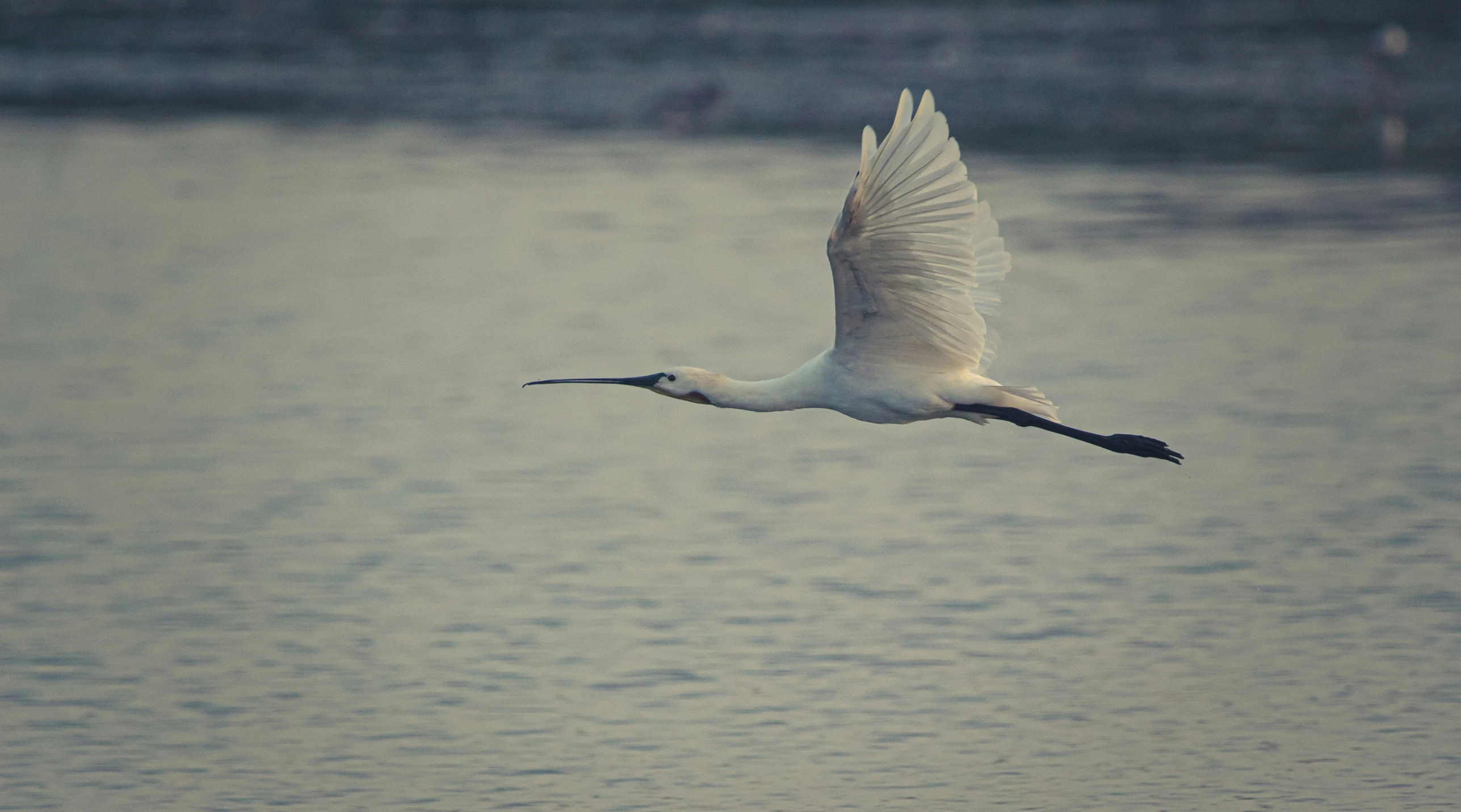 a white bird with wings out in the sky