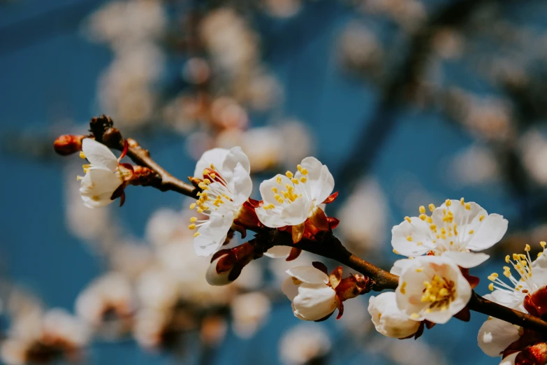 some white and yellow flowers on a tree