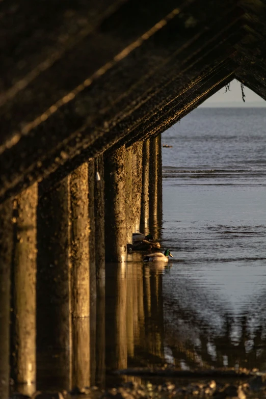 a view of a body of water that has some logs underneath it