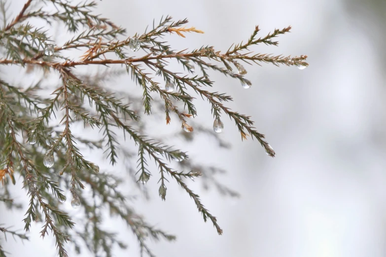 a close up of the leaves of a pine tree