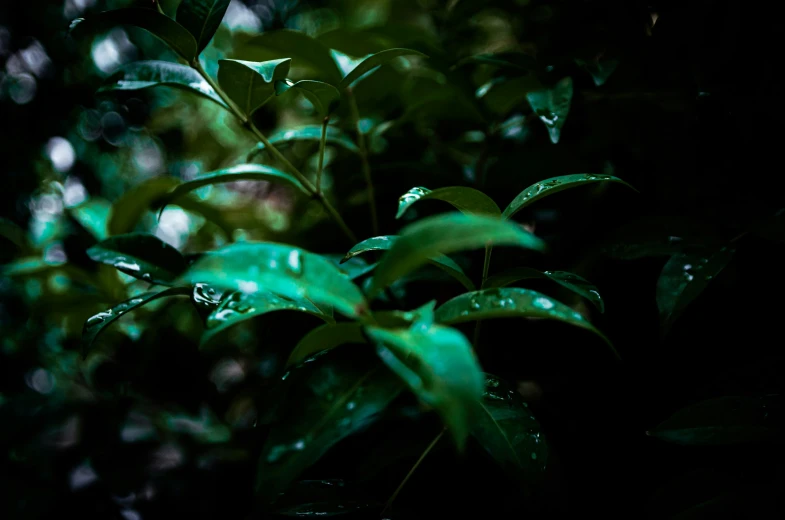 a bush with leaves on it that are glowing green