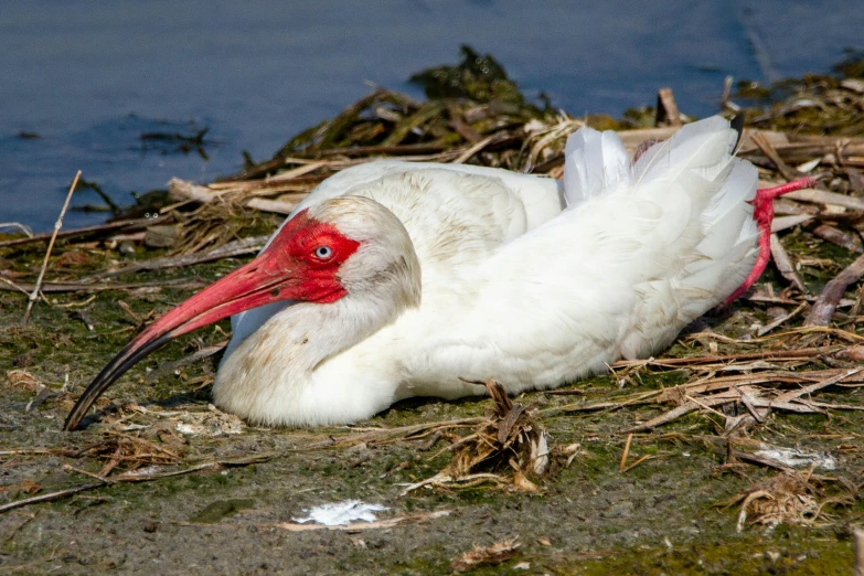 white bird with red bill laying on top of the grass