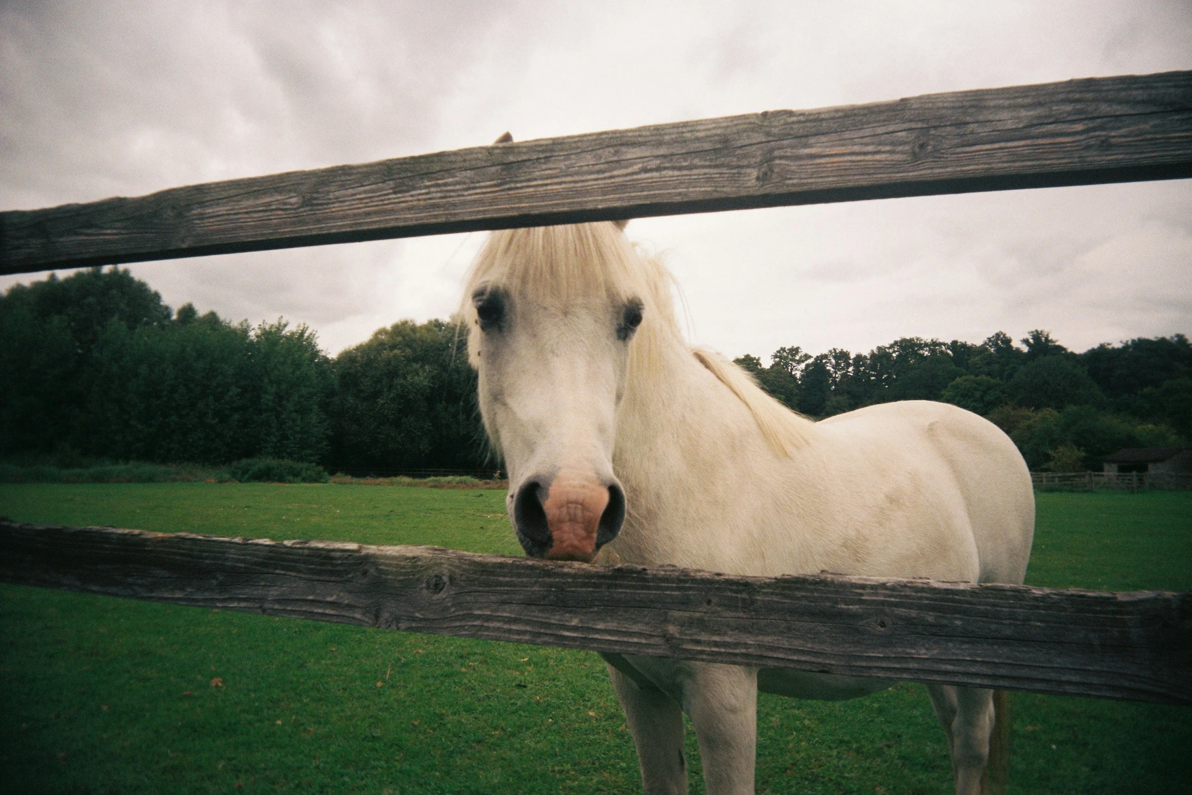 a white horse standing behind a wooden fence