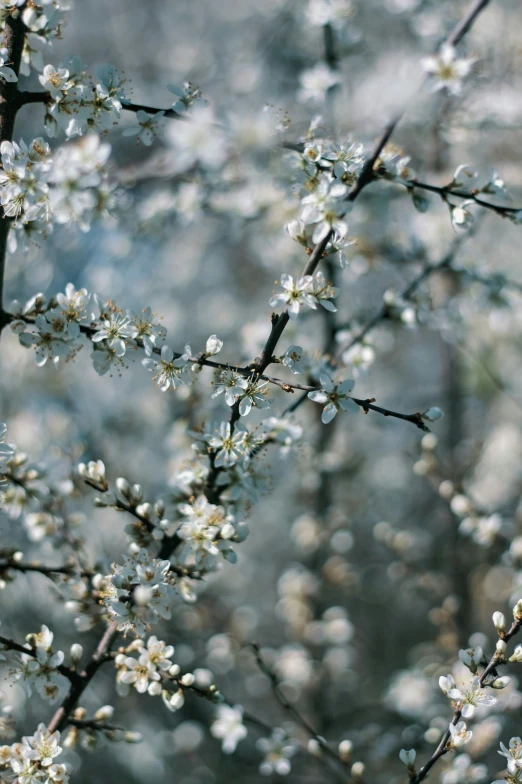 flowers growing from the nches of trees