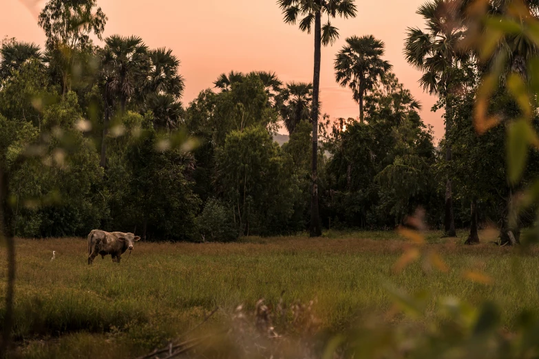 a brown cow stands in the middle of a grassy field