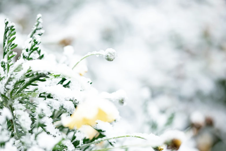 a snowy plant covered in yellow flowers