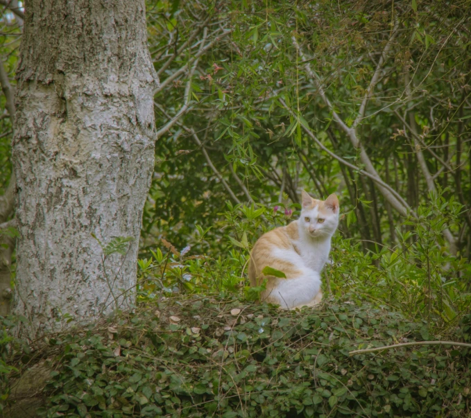 an orange and white cat sitting in the woods