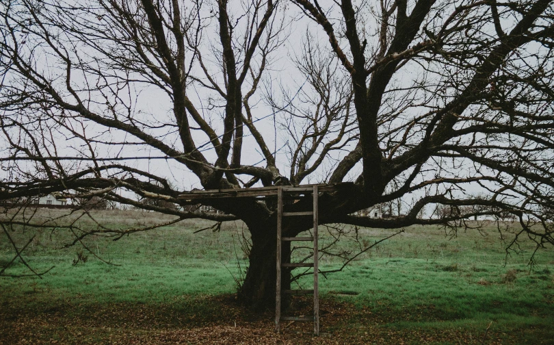 a soccer goal is in the middle of a leafy tree