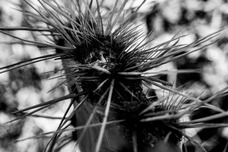 a black and white po of a cactus with small leaves