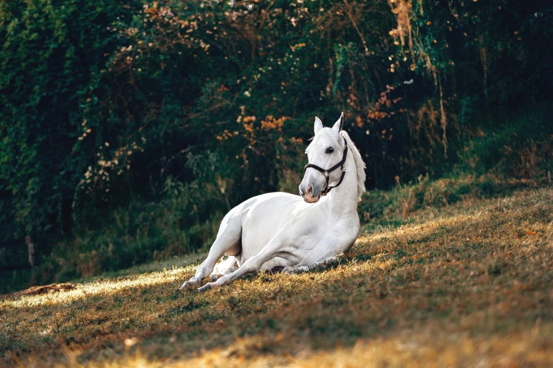 white horse laying on the ground in front of trees