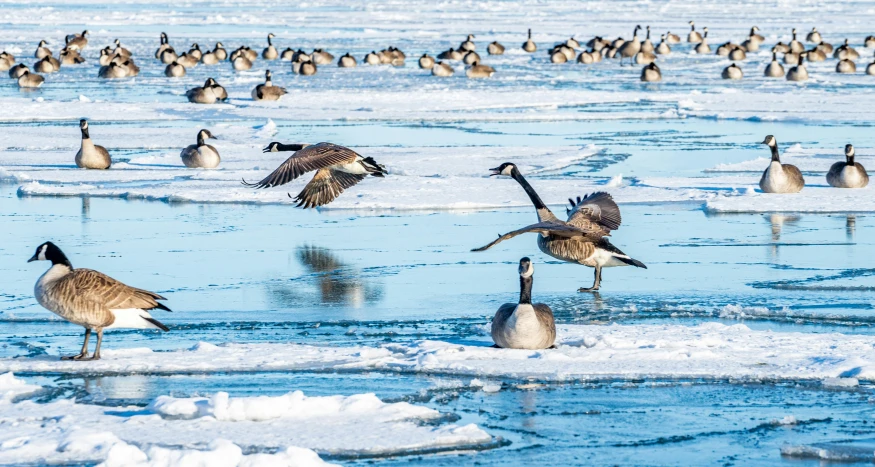 many swans are on the ice on the ocean