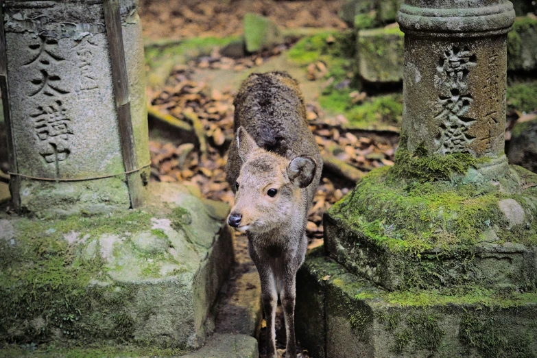 a deer standing near some large stone pillars