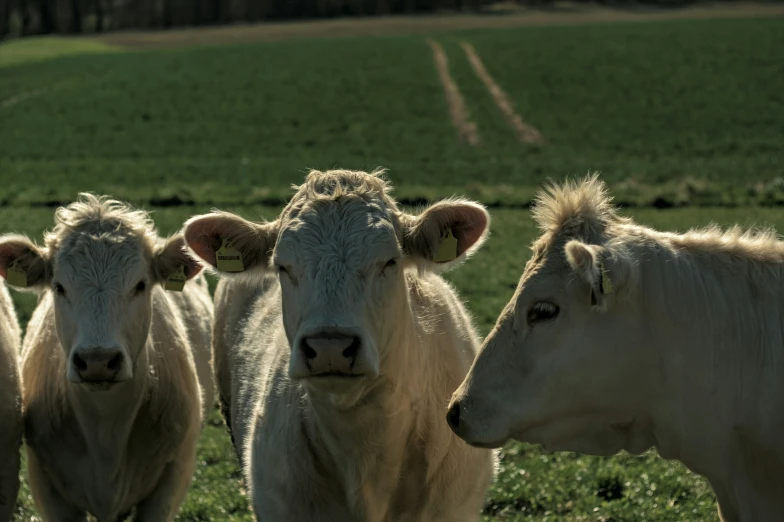 a herd of cattle that are standing in the grass