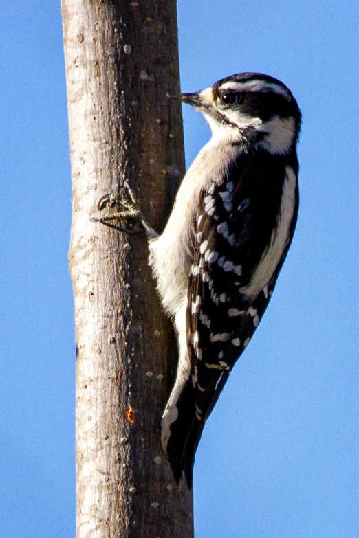 a small bird is standing on a tree nch