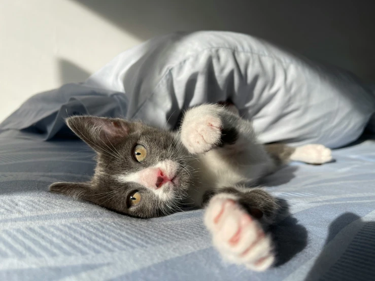 a gray and white kitten laying on top of a bed