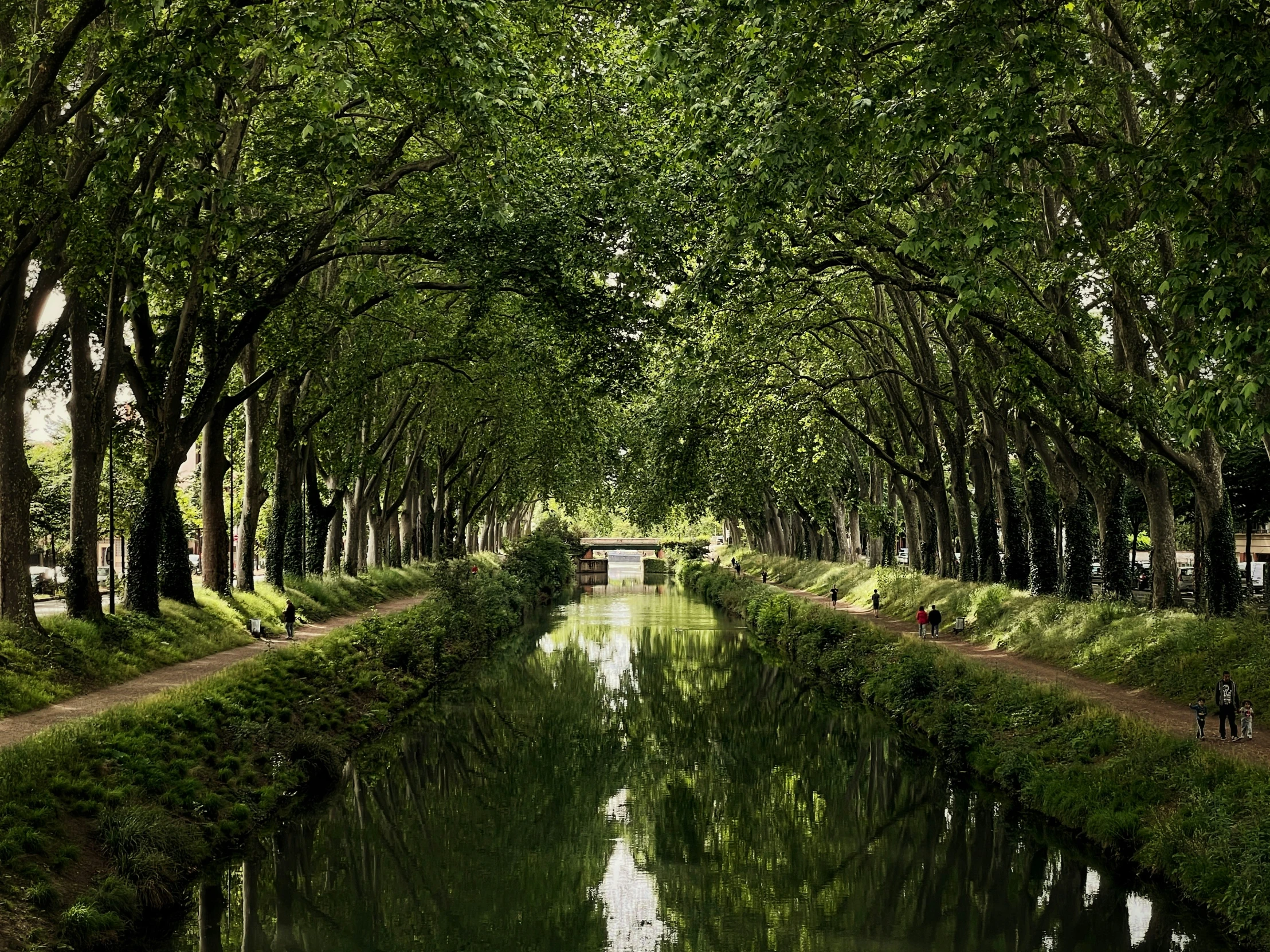 an avenue lined with green trees next to a body of water