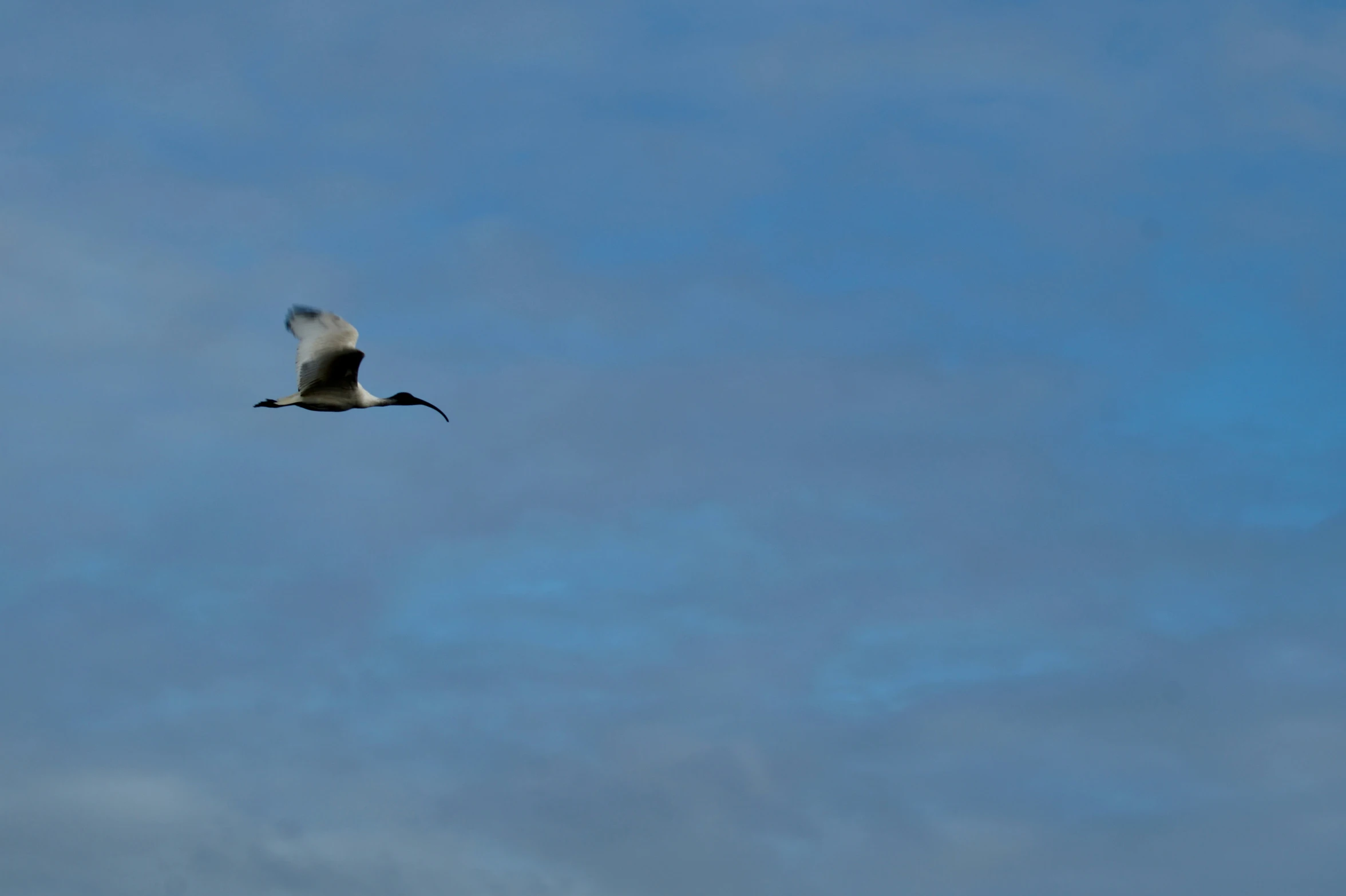 a gray bird flying in blue sky with light clouds