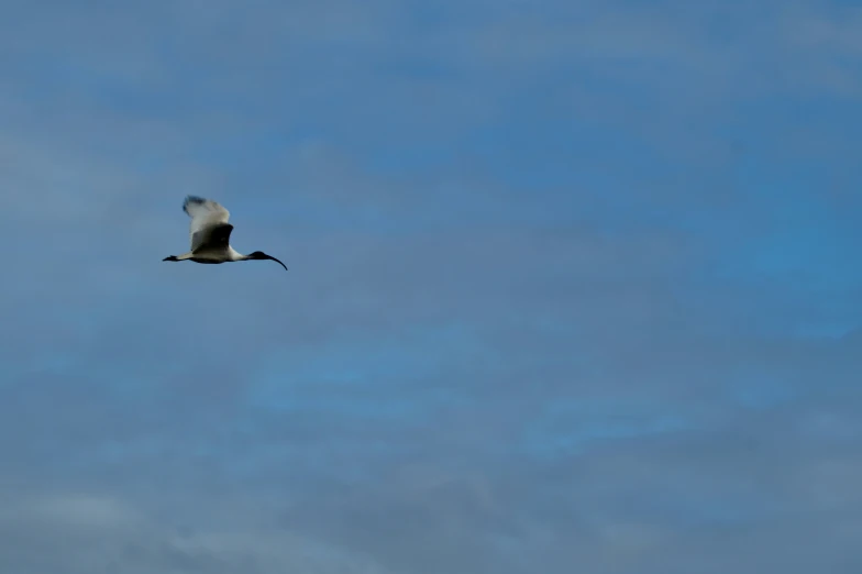 a gray bird flying in blue sky with light clouds