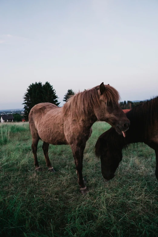 a close up of two horses in a field of grass