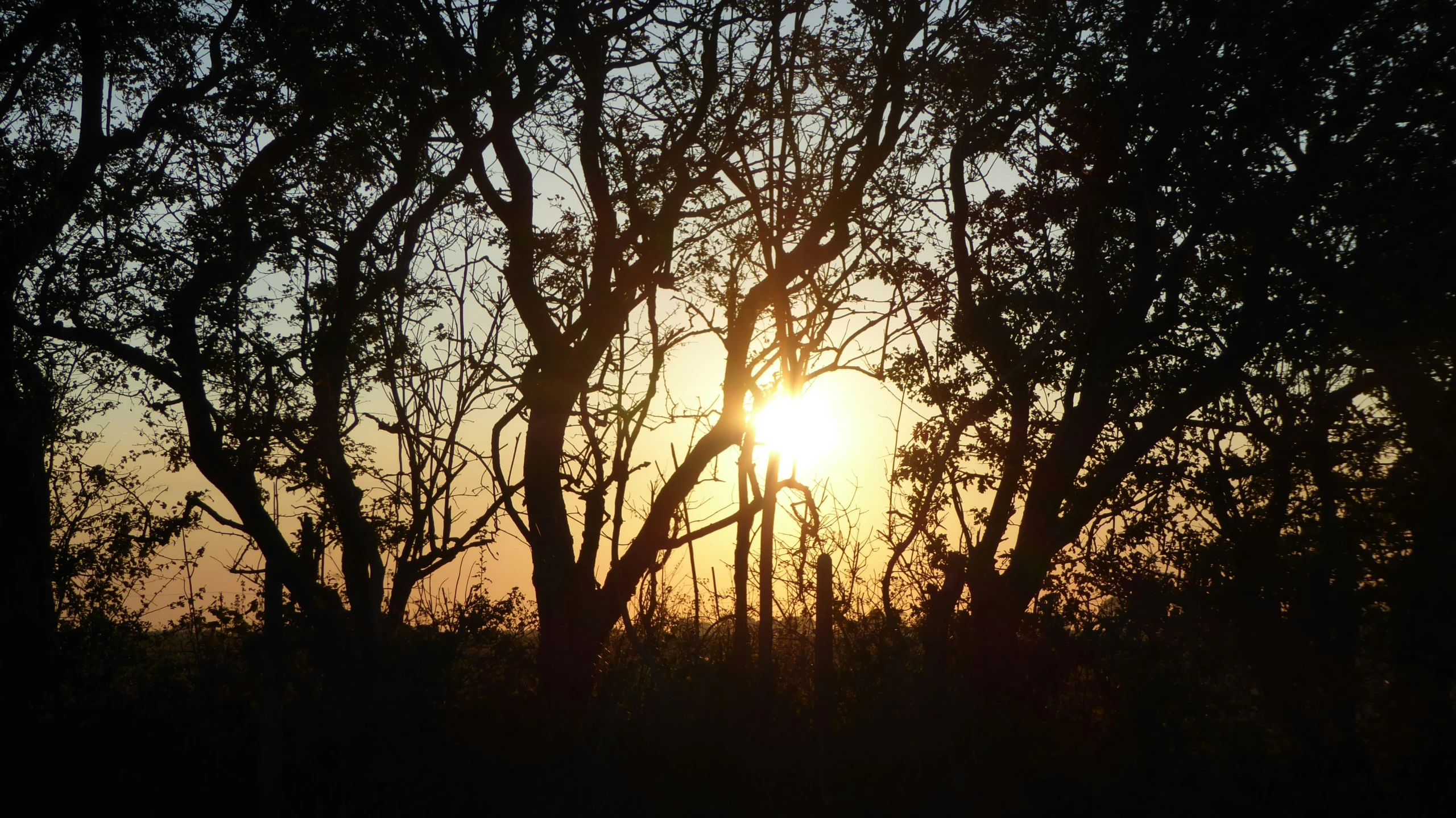 trees with the sun shining in the distance