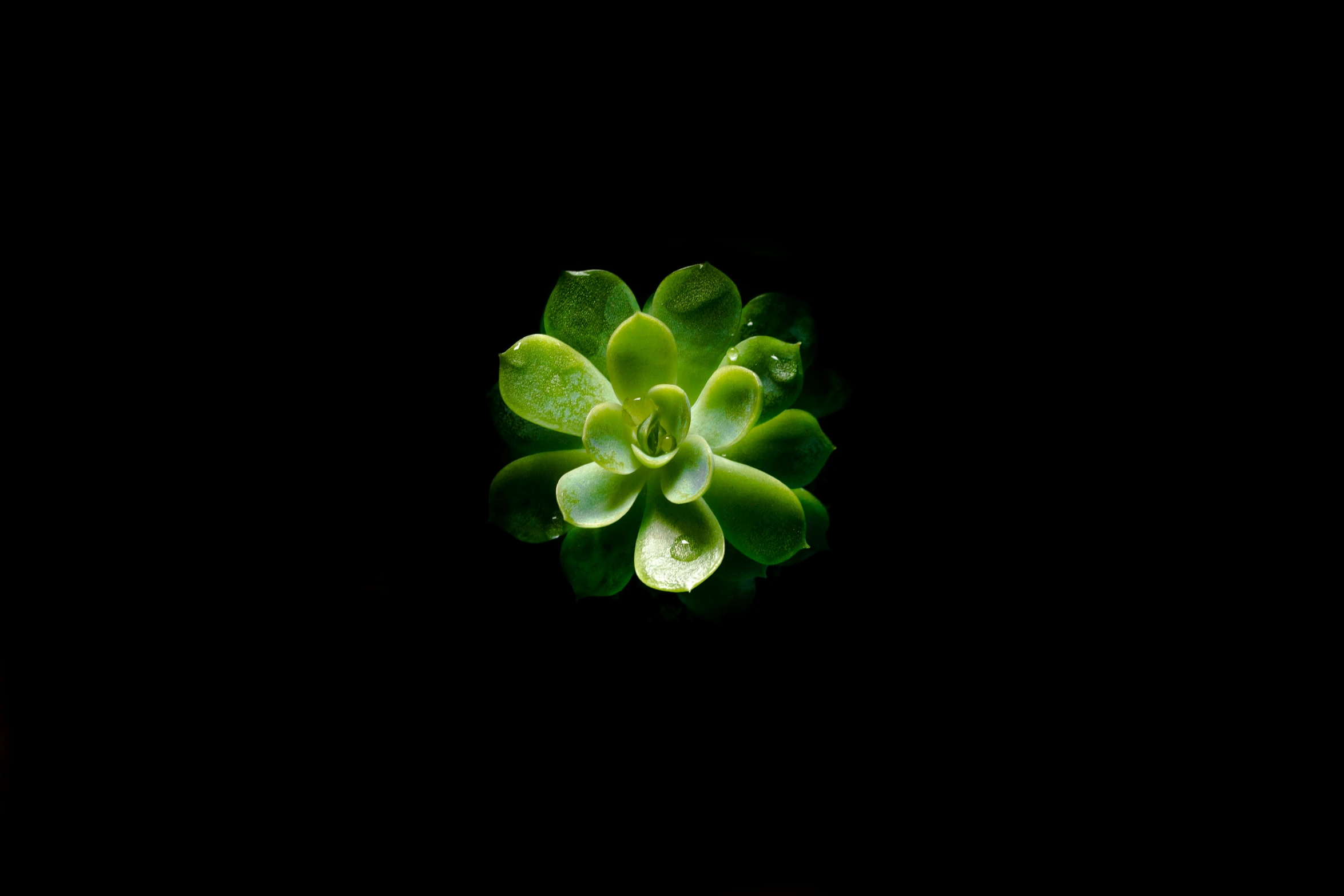 a close up of a plant with many leaves