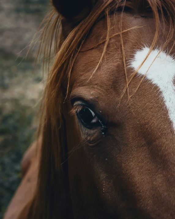 a close up image of the side of a horse