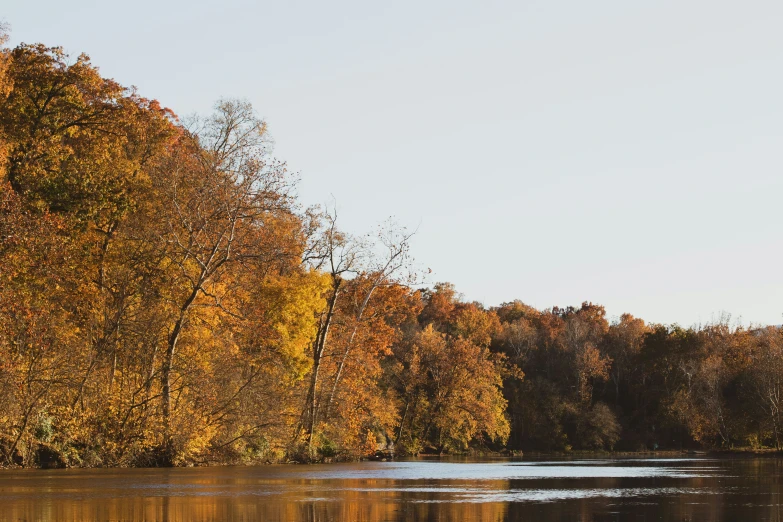 a group of trees line the shore of a lake