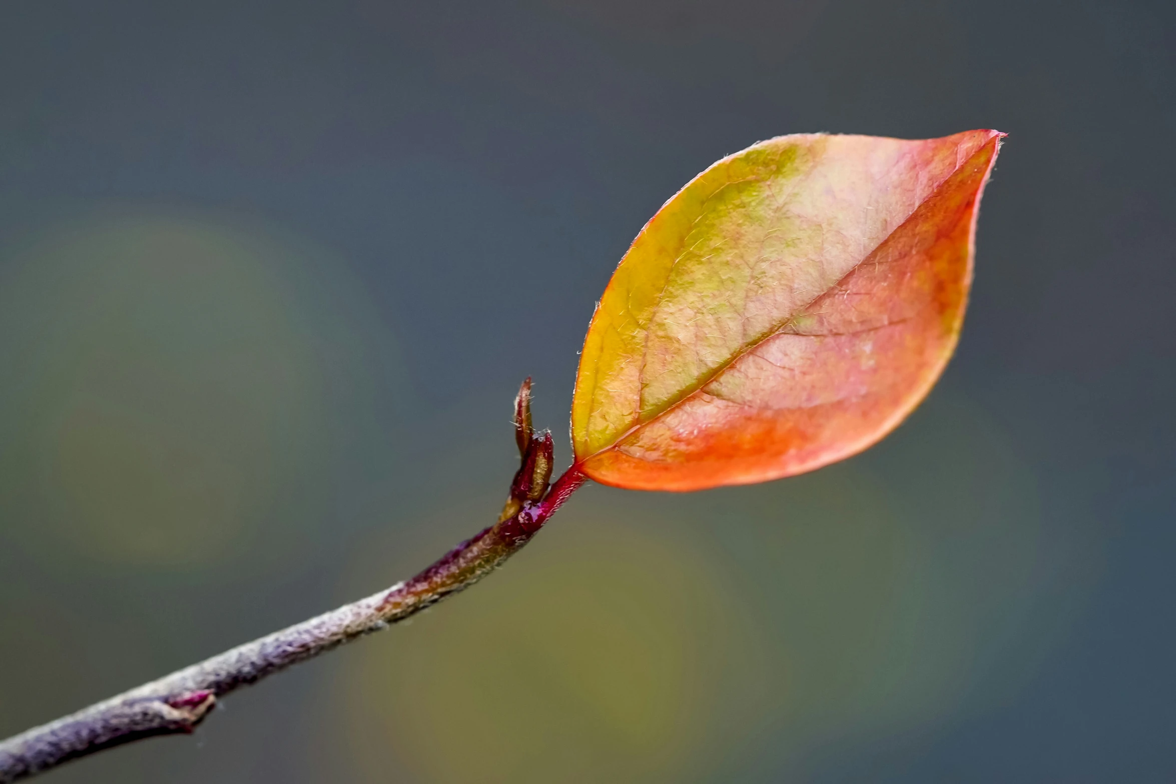 the first leaf is on this tree nch