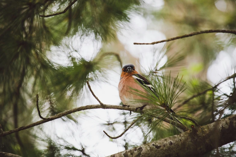 a small bird sits on a nch in a tree