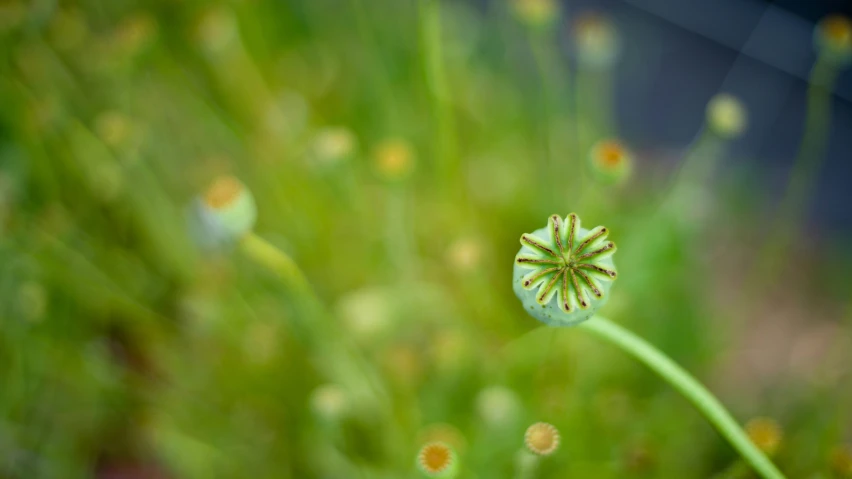 a flower sits on top of green grass