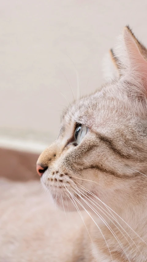 a striped cat looks up as it stares at the ceiling