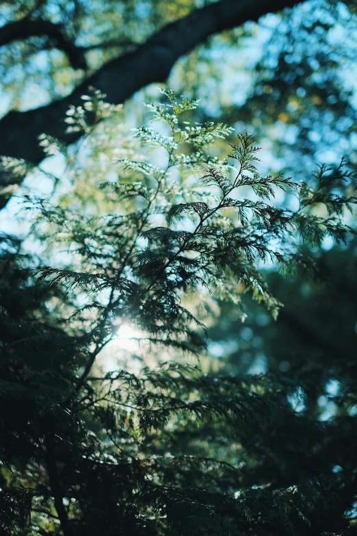 sun shines through some leaves in the background