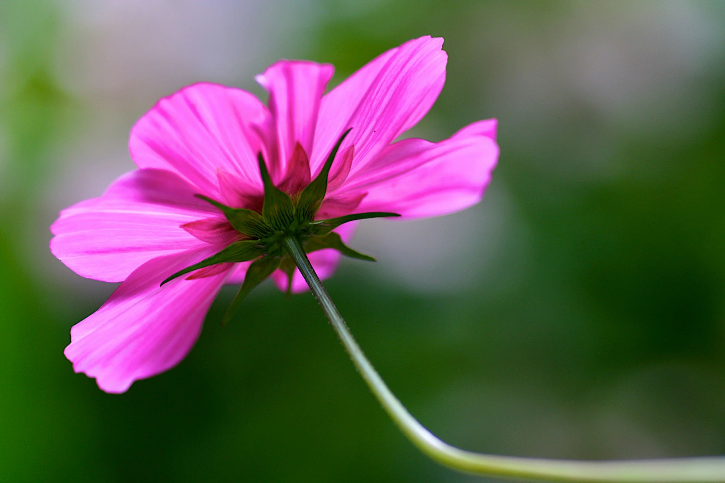 the small pink flower is in focus on the green background