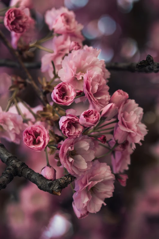 a nch with many pink flowers on it