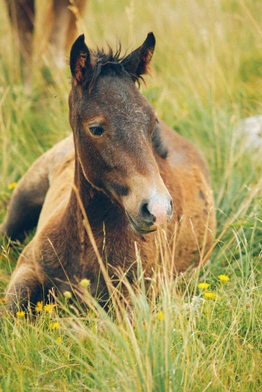 there is a brown horse laying in the tall grass