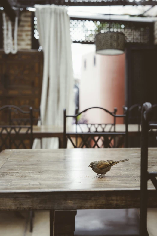 the bird sits on the table top next to chairs