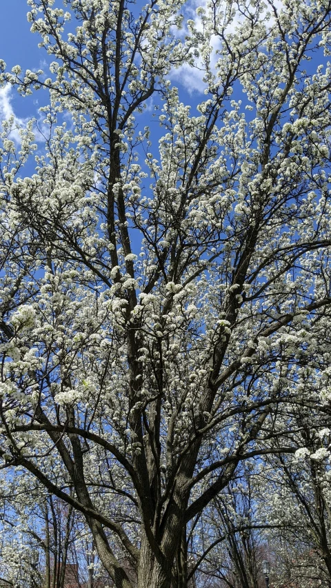 there is a large tree with lots of white blossoms